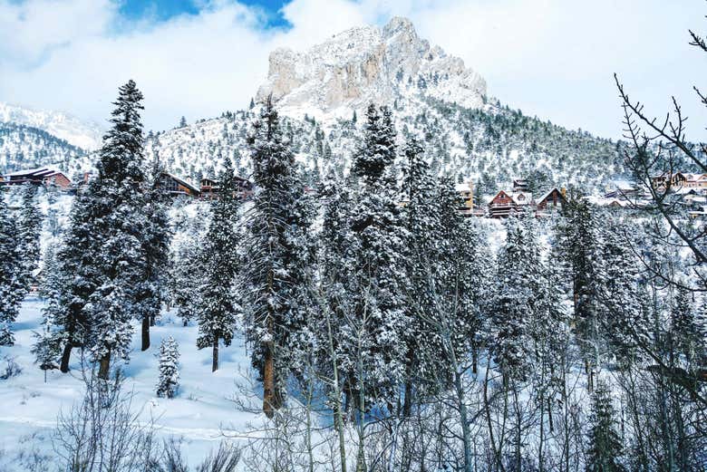 Il bosco innevato del monte Charleston