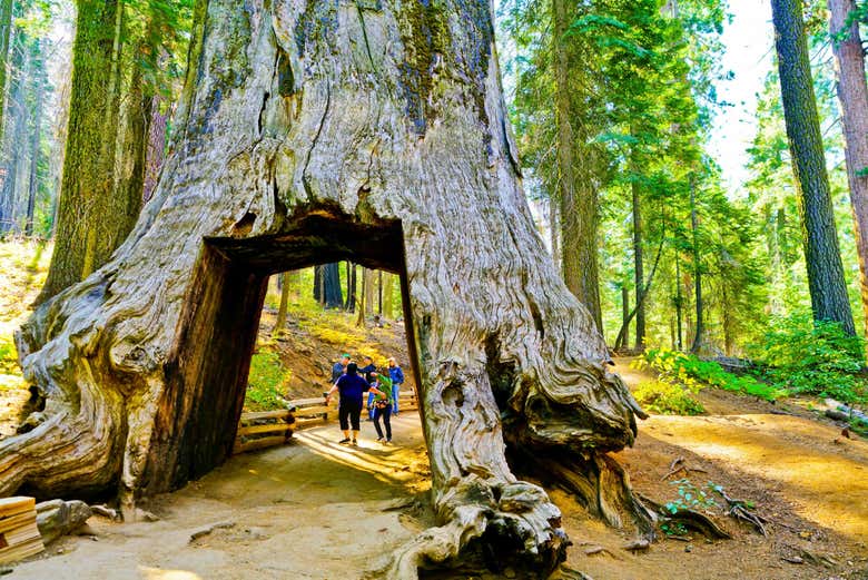 Albero nel Parco di Yosemite